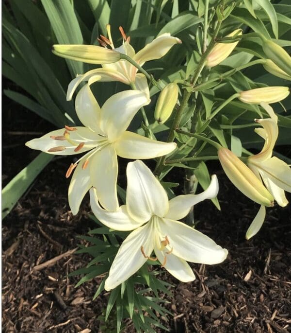 White lilies blooming in a garden bed.
