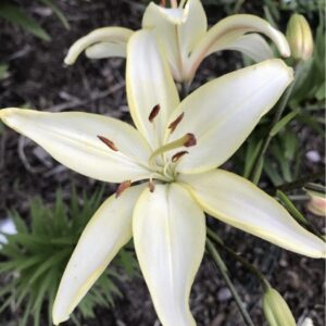 Pale yellow lily in full bloom.