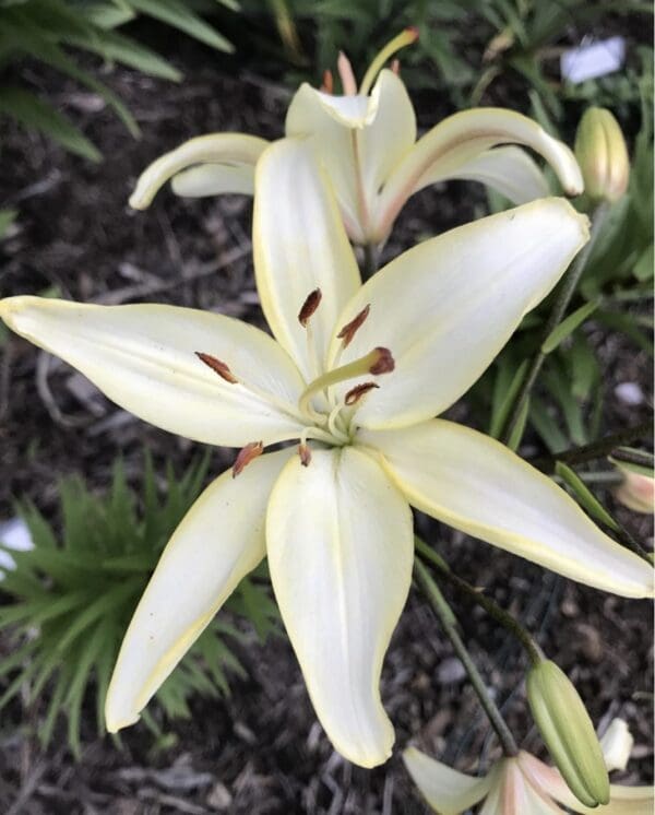 Pale yellow lily in full bloom.