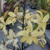 Yellow lilies blooming in a garden setting.