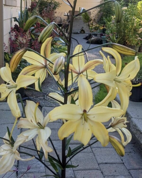 Yellow lilies blooming in a garden setting.