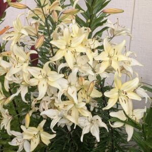 White lilies blooming against a wall.