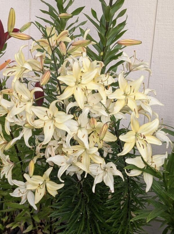 White lilies blooming against a wall.