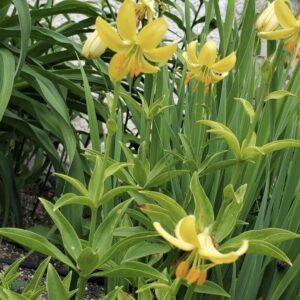 Yellow lilies blooming vibrantly in a lush green garden.