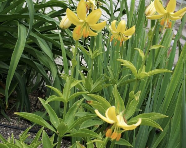 Yellow lilies blooming vibrantly in a lush green garden.