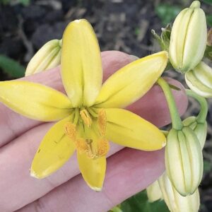 Close-up of a yellow flower with unopened buds held by a hand.