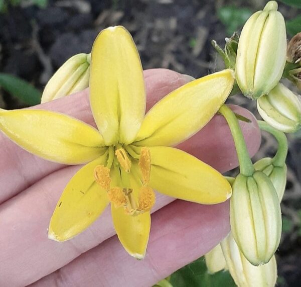 Close-up of a yellow flower with unopened buds held by a hand.