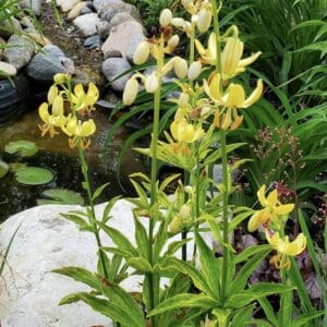 Yellow wildflowers blooming near a rocky water garden.