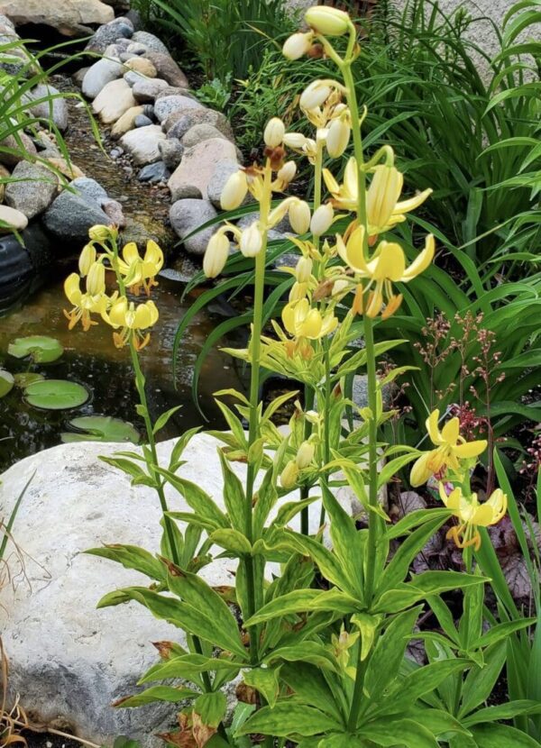 Yellow wildflowers blooming near a rocky water garden.