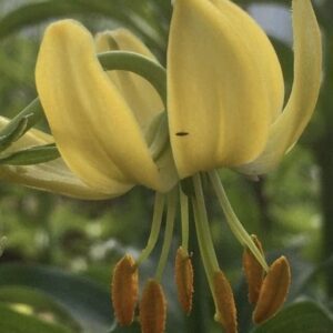 Nodding yellow lily with clustered orange stamens