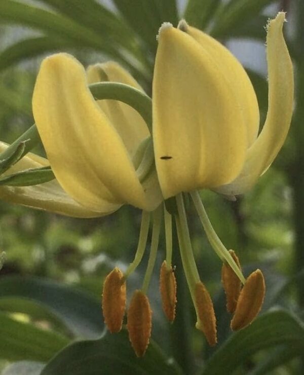 Nodding yellow lily with clustered orange stamens