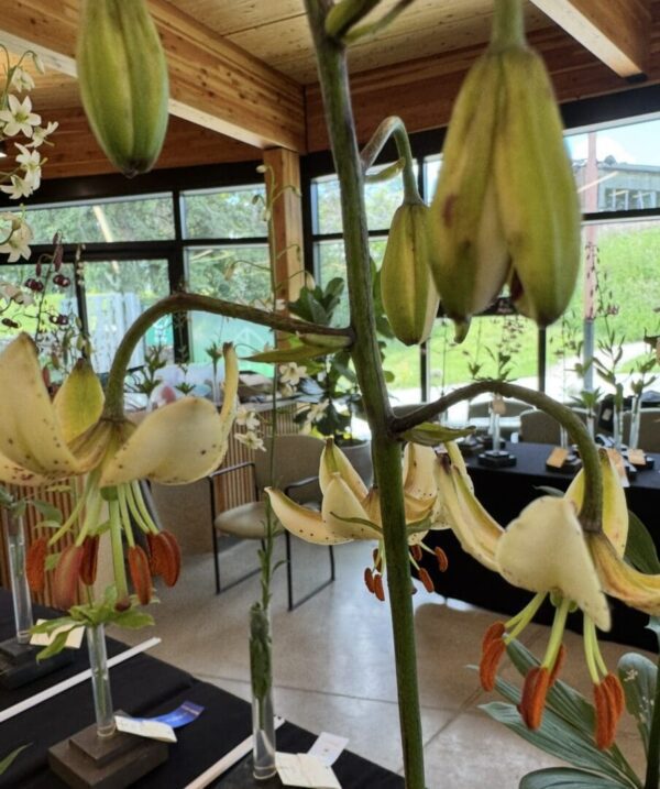 White lilies blooming indoors with a view of the garden outside.