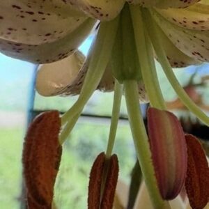 Close-up of a flower's stamens and pistil with natural light.
