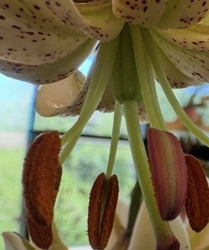 Close-up of a flower's stamens and pistil with natural light.