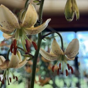 Close-up of delicate white and brown spotted lilies with prominent stamens.