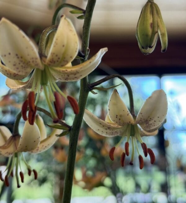 Close-up of delicate white and brown spotted lilies with prominent stamens.