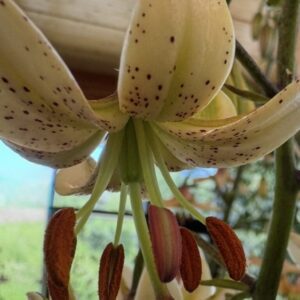 Close-up of a spotted lily flower with prominent stamens.