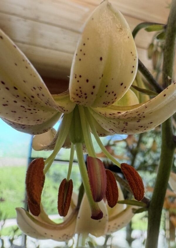 Close-up of a spotted lily flower with prominent stamens.