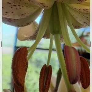 Close-up of flower stamens and petals with a blurred natural background.