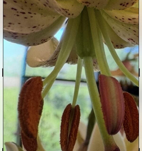 Close-up of flower stamens and petals with a blurred natural background.