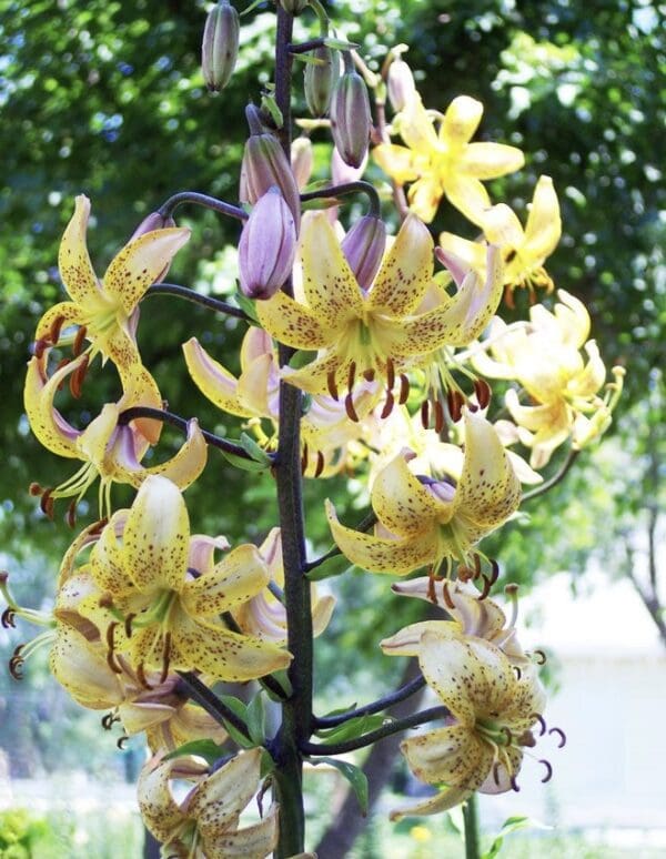 Close-up of yellow tiger lilies blooming outdoors.