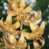 Yellow tiger lilies with orange spots in full bloom.