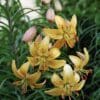 Yellow lilies blooming with pink buds in green foliage.