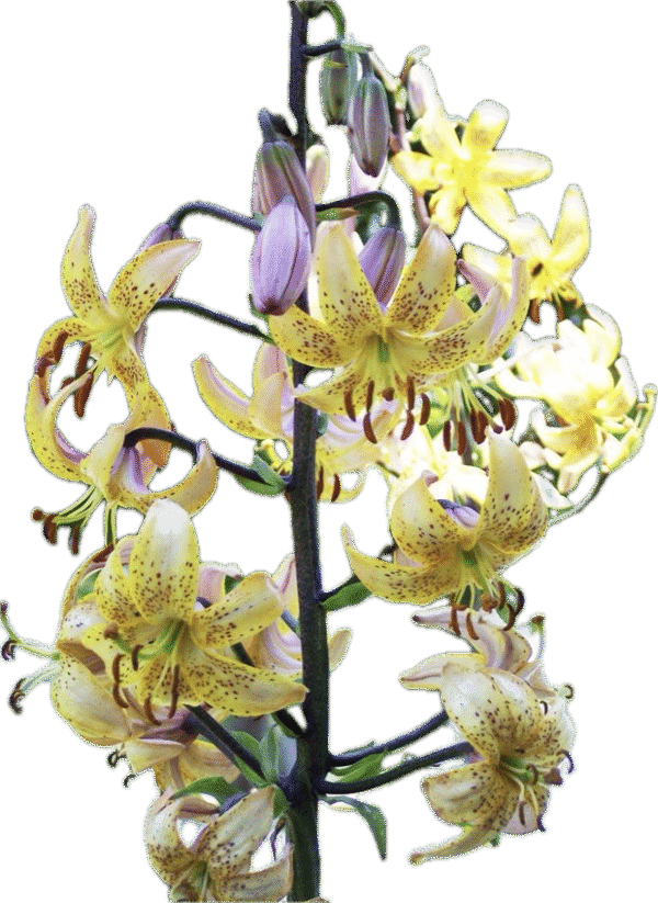 Close-up of yellow and purple tiger lilies in bloom.