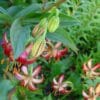 Close-up of green buds and blooming red lilies in a garden.