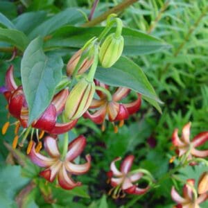 Close-up of green buds and blooming red lilies in a garden.