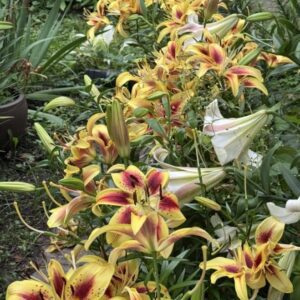 Yellow lilies with red centers blooming in a garden.