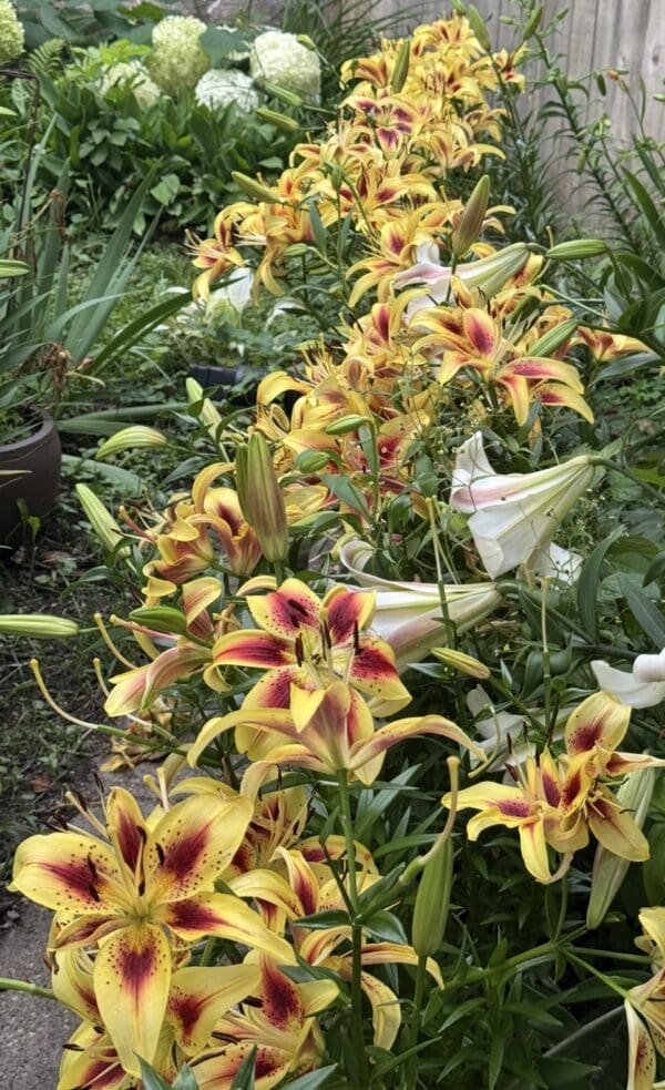 Yellow lilies with red centers blooming in a garden.