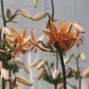 Orange lilies blooming with delicate petals and prominent stamens.