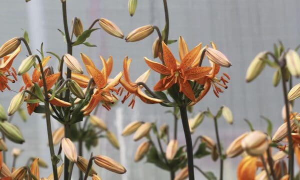 Orange lilies blooming with delicate petals and prominent stamens.