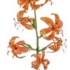 Close-up of orange tiger lilies with spotted petals on a white background.