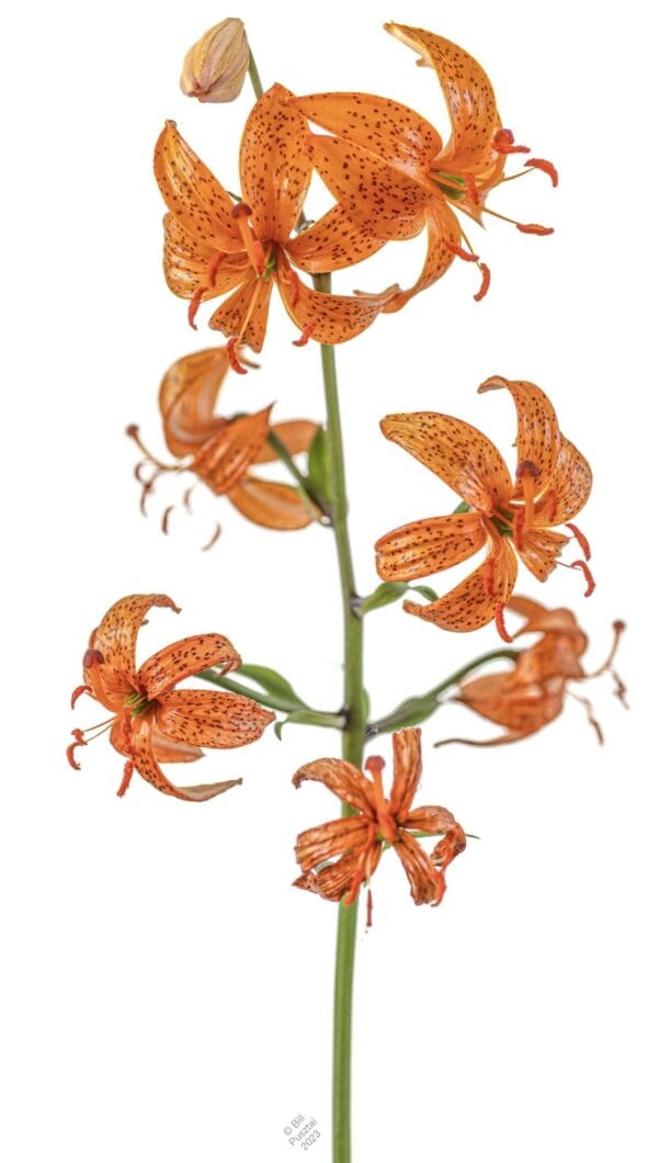 Close-up of orange tiger lilies with spotted petals on a white background.