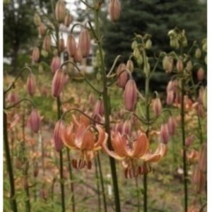 Orange lilies blooming in a garden with green foliage background.