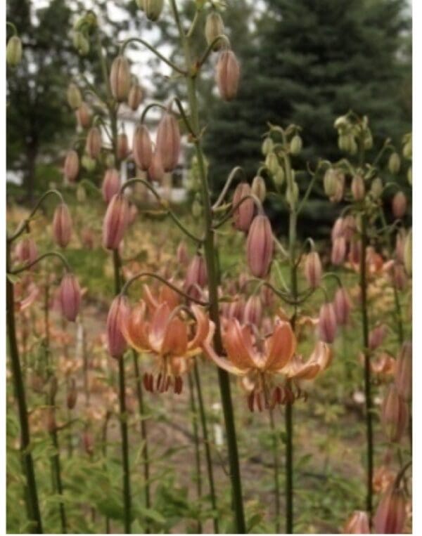 Orange lilies blooming in a garden with green foliage background.
