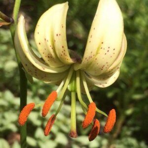 Close-up of a white lily with orange stamens in sunlight.