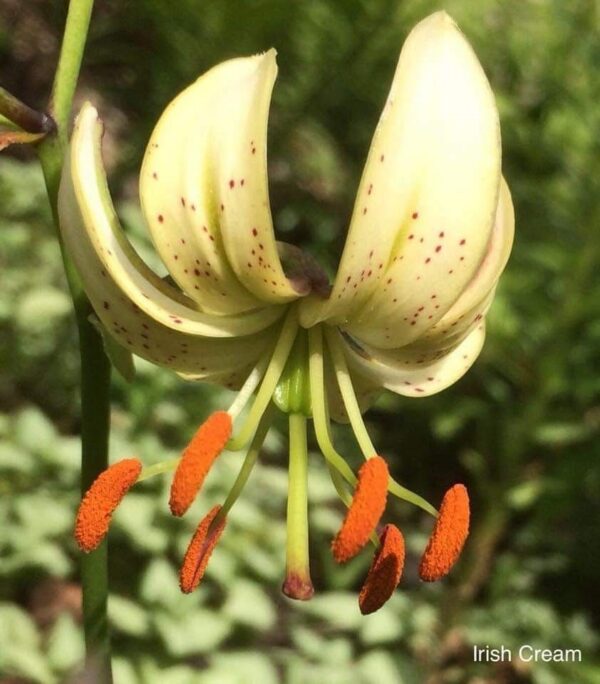 Close-up of a white lily with orange stamens in sunlight.