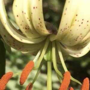 Close-up of a flower's curved petals and orange stamens.