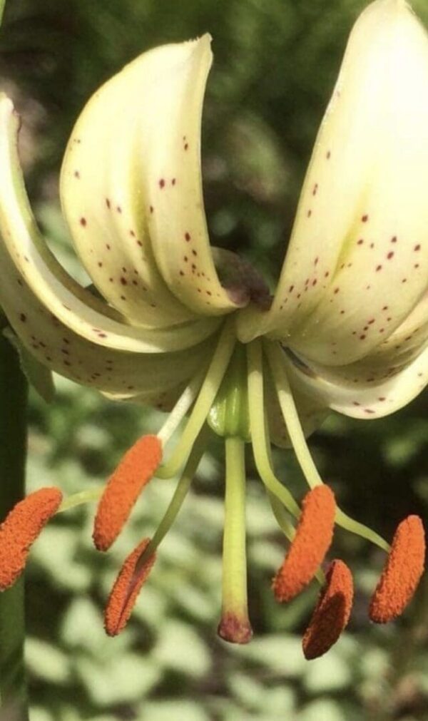 Close-up of a flower's curved petals and orange stamens.