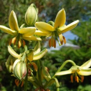 Cluster of delicate yellow flowers with orange stamens.
