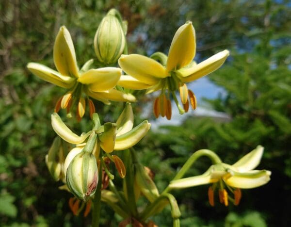 Cluster of delicate yellow flowers with orange stamens.