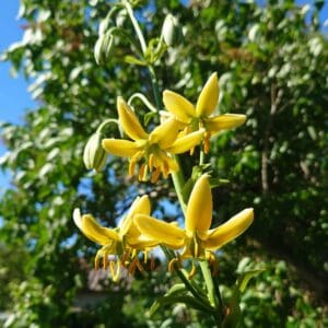 Yellow flowers blooming against a clear blue sky.