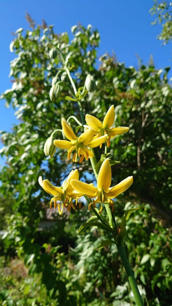 Yellow flowers blooming against a clear blue sky.