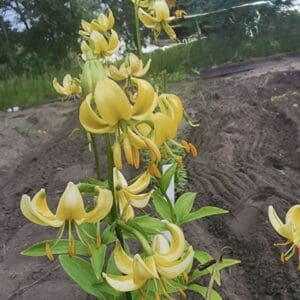 Group of yellow lilies in garden