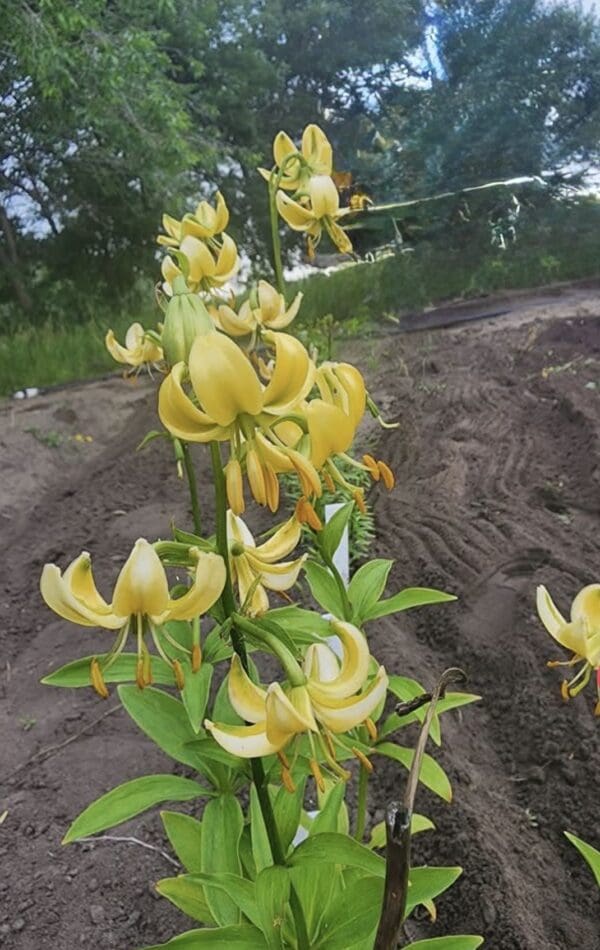Group of yellow lilies in garden