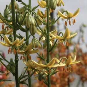 Yellow lilies with green buds and blooms