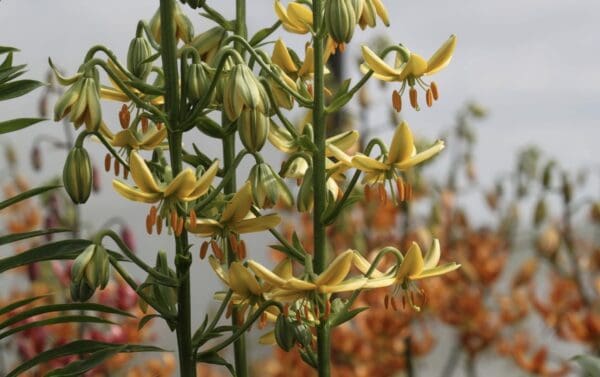 Yellow lilies with green buds and blooms
